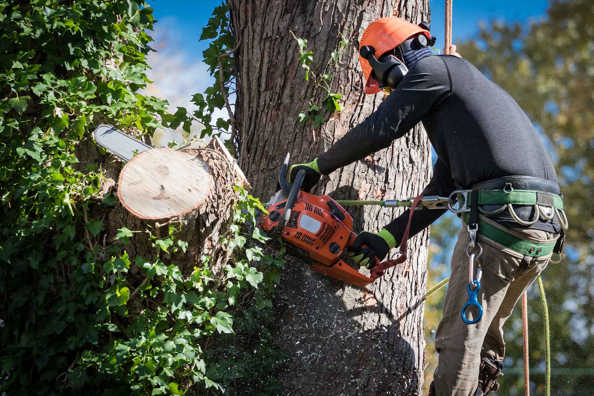 Tree Cutting & Trimming Ronkonkoma Image